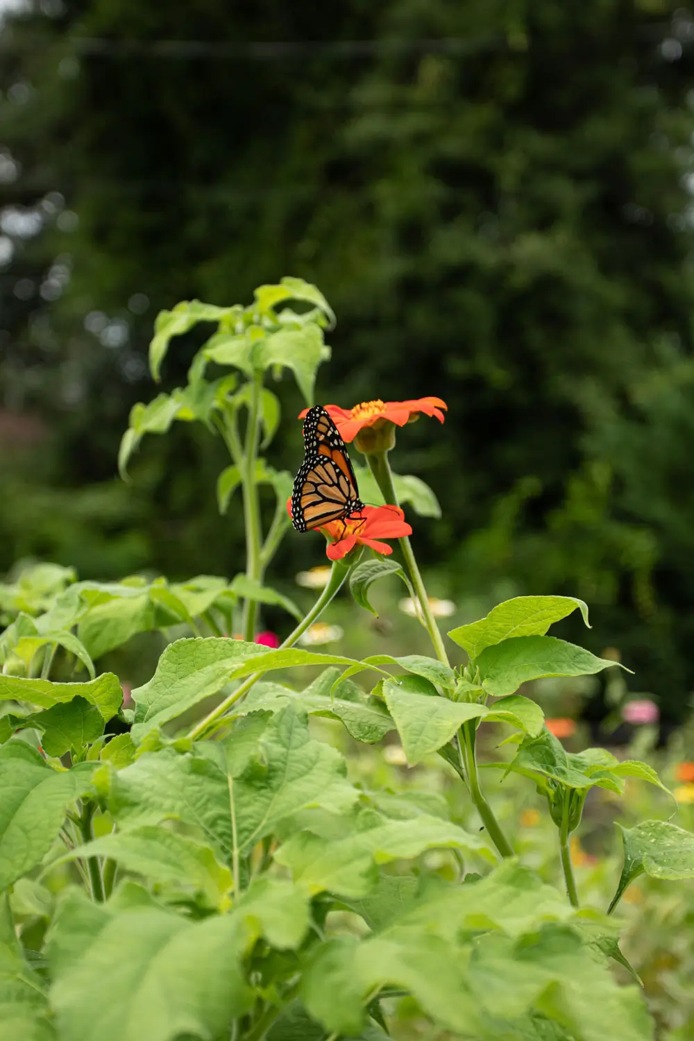 Native Plants